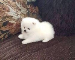 Teacup Pomeranian Puppies available