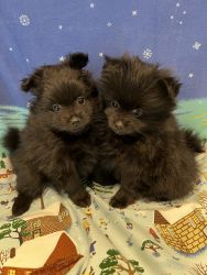 Valentines Day is COMING! 2 Male Teacup Pomeranians