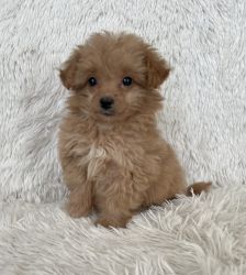 Pomeranian/Poodle Puppy