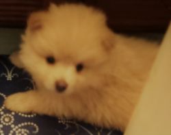 CKC Pomeranian Puppies For Sale