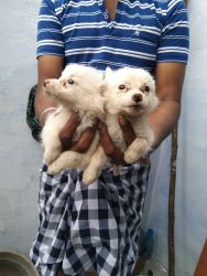 Pomeranian male puppies available