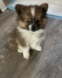 Pomeranian puppy born Nov 1, 2023