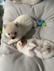 Full bred Pomeranians for sale