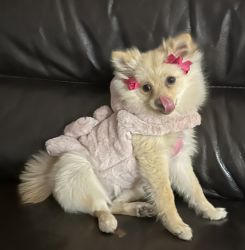 Girl Pomeranian