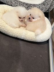 Pomeranians looking for home