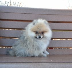 Purebred Pomeranian Puppy Boy Charlie
