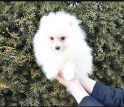Purebred Pomeranian Puppy Bingo