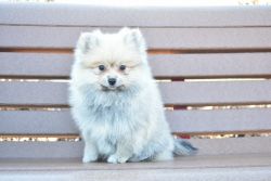Purebred Pomeranian puppy Girl Tina