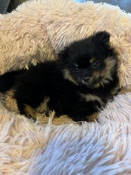 Female Pomeranian puppy for sale