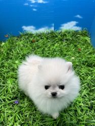 White Toy Pomeranian Puppy