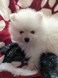 Beautiful AKC Pomeranian, Buddy