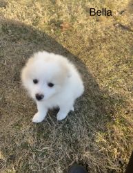 Eskipom Pomimo Puppies for Sale!