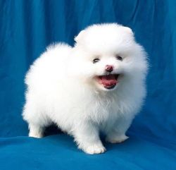 Absolutely Charming Pomeranian puppies with 5 generation pedigree.