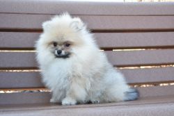 Purebred Pomeranian puppy Girl Shirley