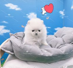 Tiny Teacup White Pomeranian Girl