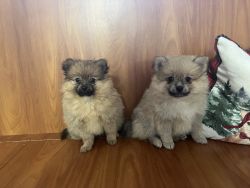Pomeranian pure bred puppies