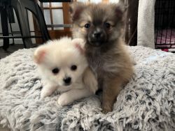 Pomeranian Chihuahua puppies