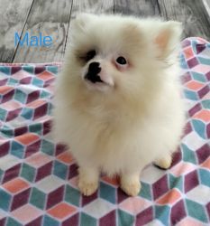 Handsome Male Pomeranian Puppy