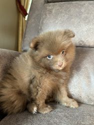 Brownie Pomeranian Puppy