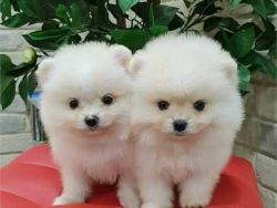 Quality Pomeranian Puppies Available