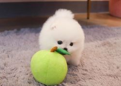 Super Cute Pomeranian Puppies For Sale.