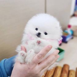 Outstanding Teacup Pomeranian Puppy For Sale