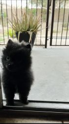 Adorable Black Pomeranian