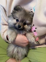 Mini Pom ready to steal your heart