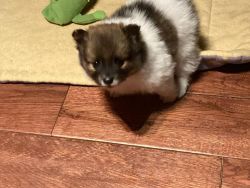 6 week old Pomeranian