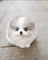 Beautiful FEMALE Teacup Pomeranian Puppy SHAE