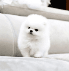 WOW!! Beautiful Small POMERANIAN Puppy To-Go