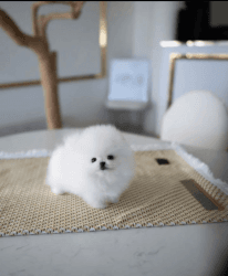Stunning white Teacup POMERANIAN Puppy