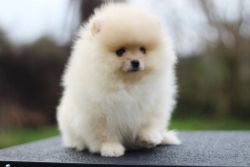 Pomeranian puppies (boy and girl) Creamy color, very good pedigree, 2,