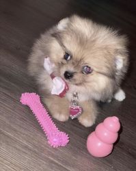 Toy Pomeranian F