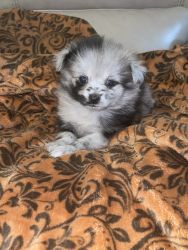 Blue Merle Toy Pomeranian Puppies for sale