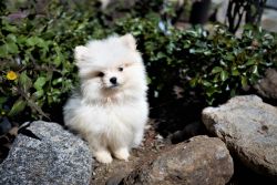 Gorgeous AKC Teacup Pomeranian Puppies