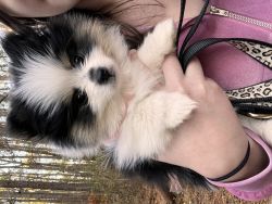 Teacup Pomeranian puppy for sale