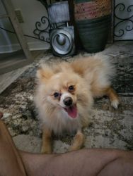 Pomeranian Young Rocco