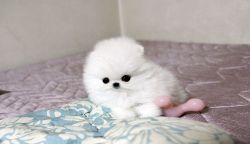 Pomeranian puppies for new home