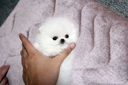 Pomeranian puppies available for adoption