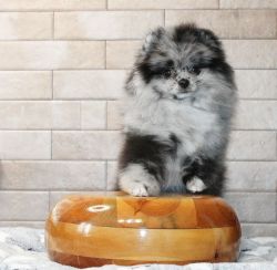 Pomeranian pups looking for new homes