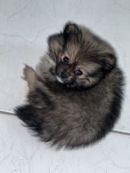 Pomeranian puppy on sale
