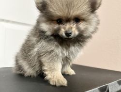 Pomeranian puppy MAX