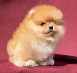 Tiny Purebred girl Pomeranian puppy