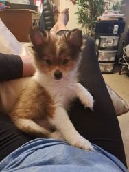 Pomeranians boy n girl Puppies For sale