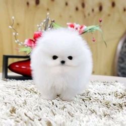 Pomeranian puppies for good homes