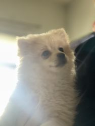 Selling Pomeranian Puppy