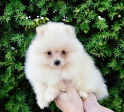 Purebred Pomeranian puppy Boy Bear