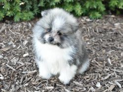 Purebred Pomeranian puppy Boy Tom