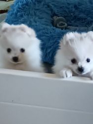 Whitr pomeranians puppies girl and boy